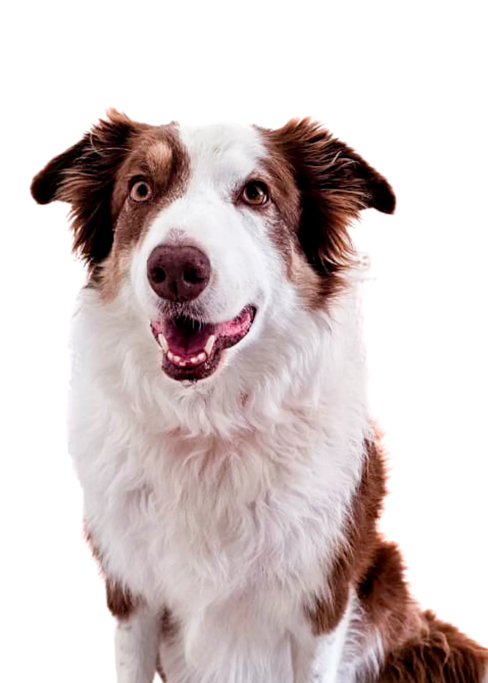 Gala, the studio dog at Onoa Interior Design in San Jose del Cabo